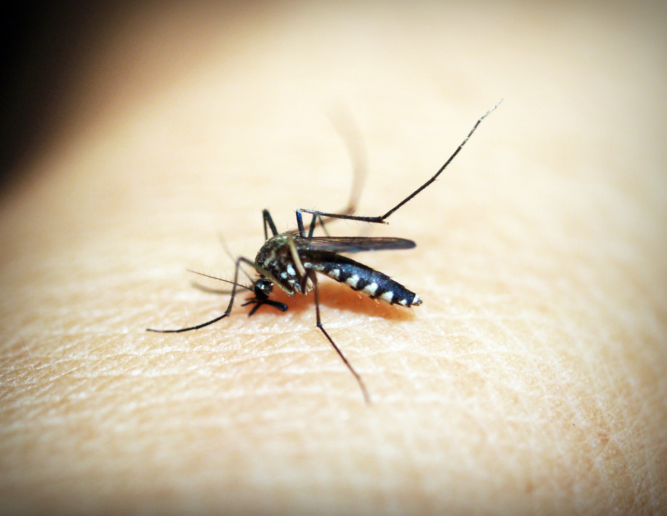 How to Naturally Repel Mosquitoes